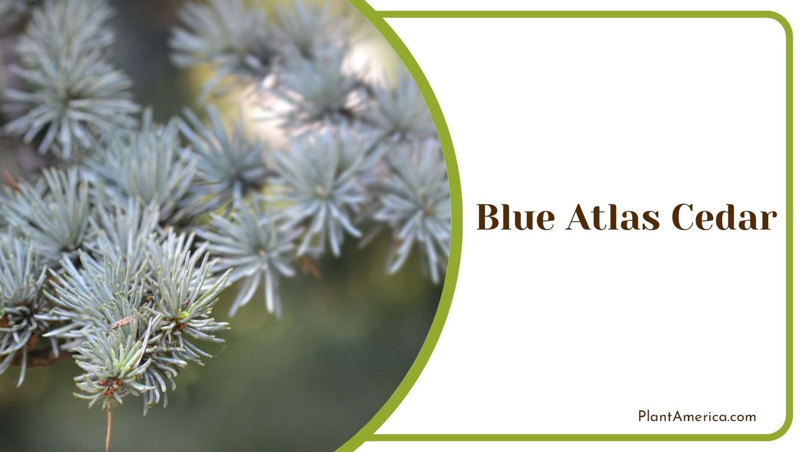 Blue Atlas Cedar Plant America