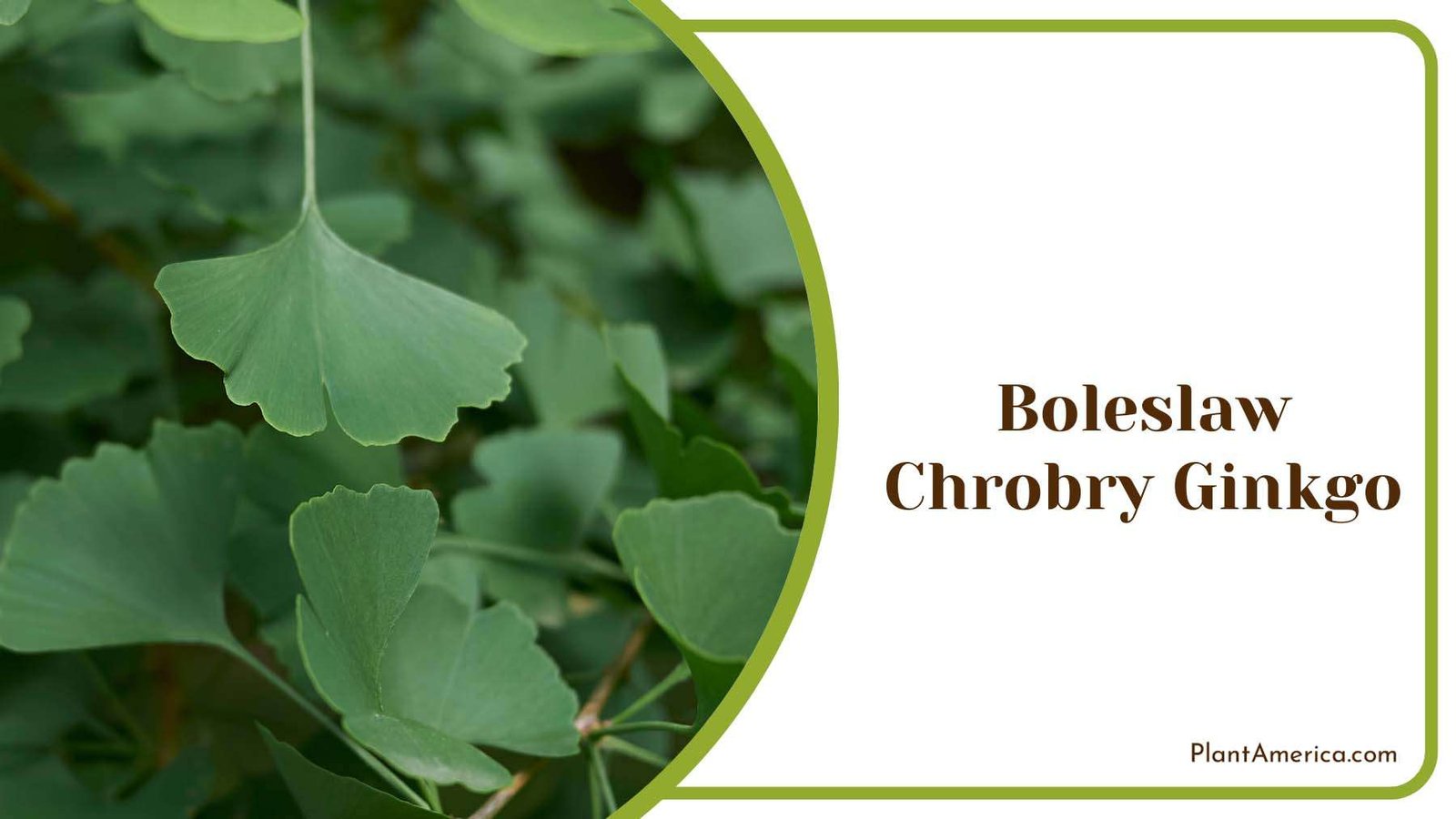 Boleslaw Chrobry Tree Plant America