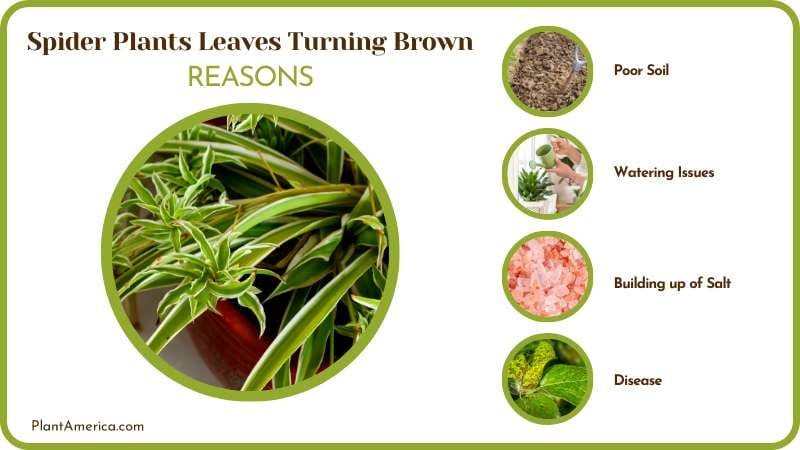 Brown Leaves on Spider Plants Plant America