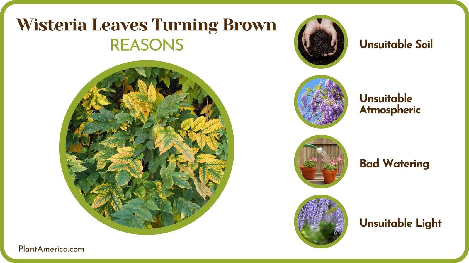 Brown Wisteria Leaves Problem Plant America