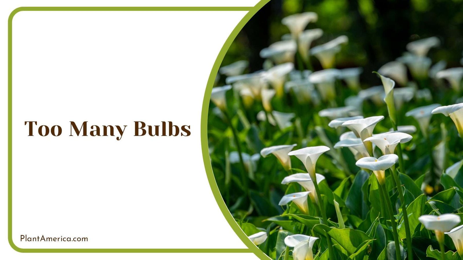 Bulbs on Calla Lily Plant America