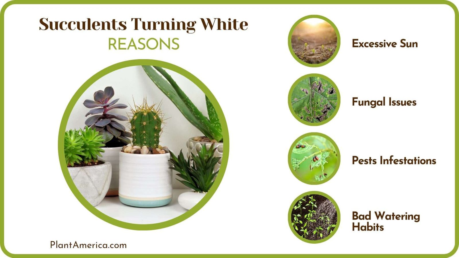 Cactus Going White Plant America