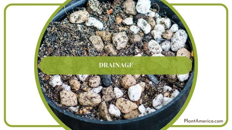 Cactus Soil Drainage Ability Plant America
