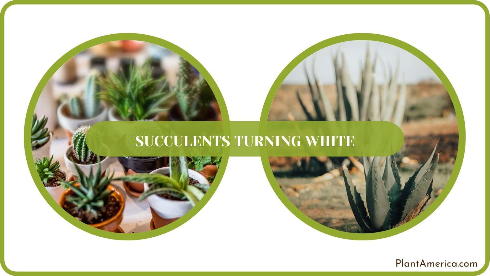 Cactus Turn White Plant America