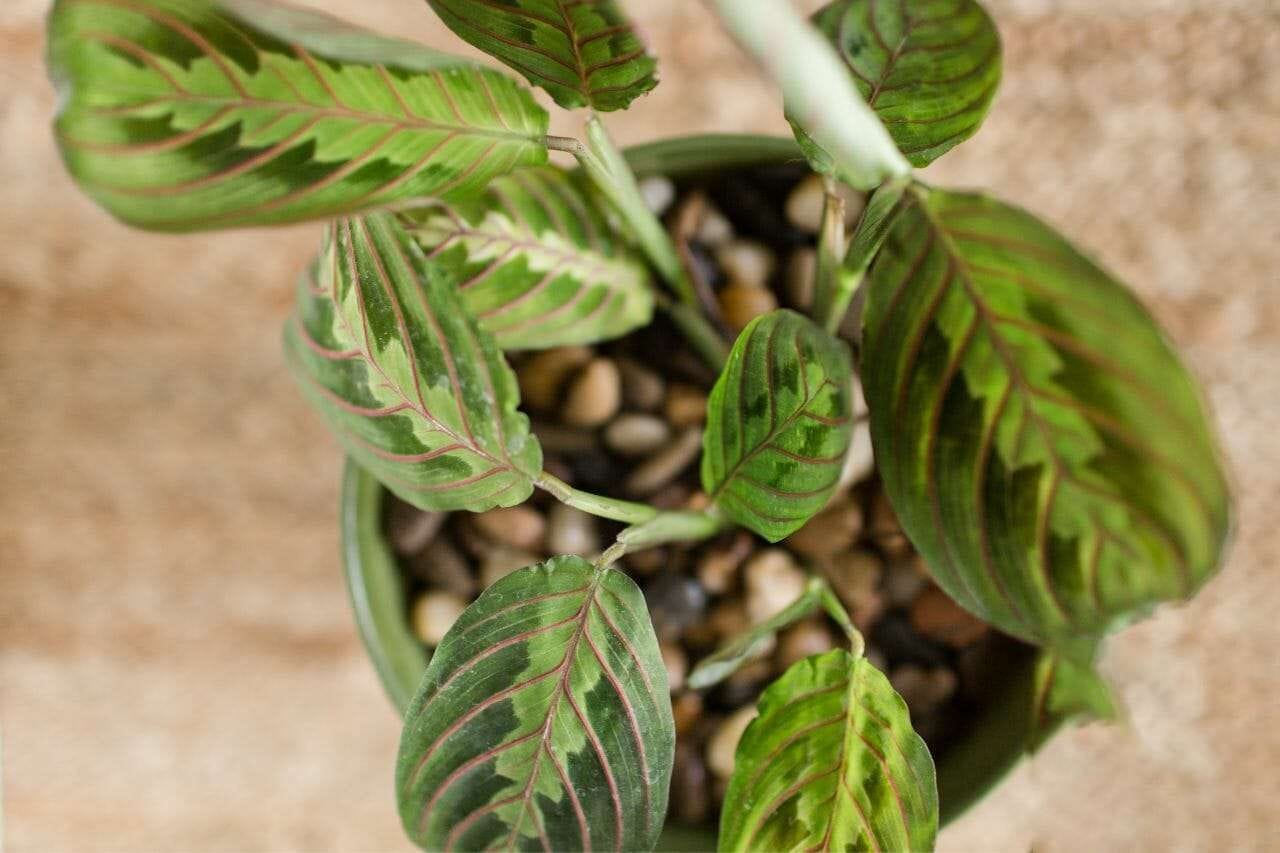 Calathea Albertii PlantAmerica