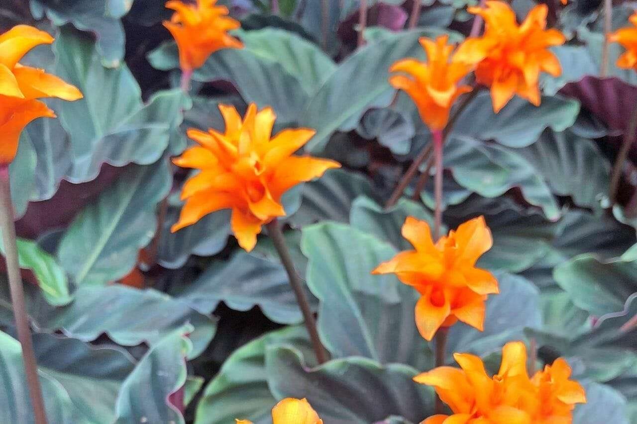 Calathea Crocata PlantAmerica