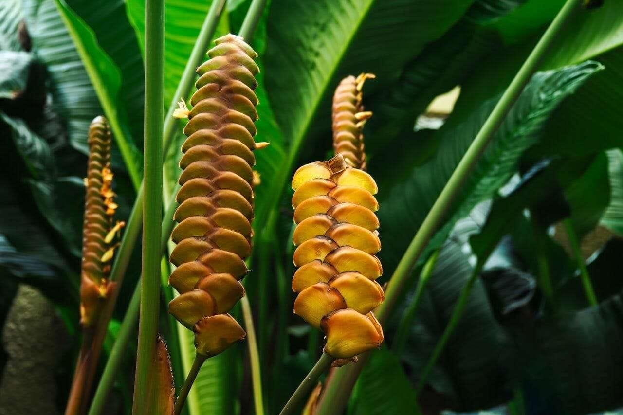 Calathea Crotalifera PlantAmerica