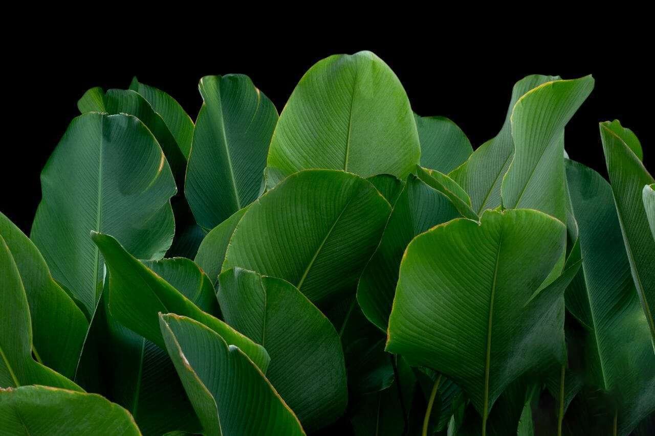 Calathea Lutea PlantAmerica
