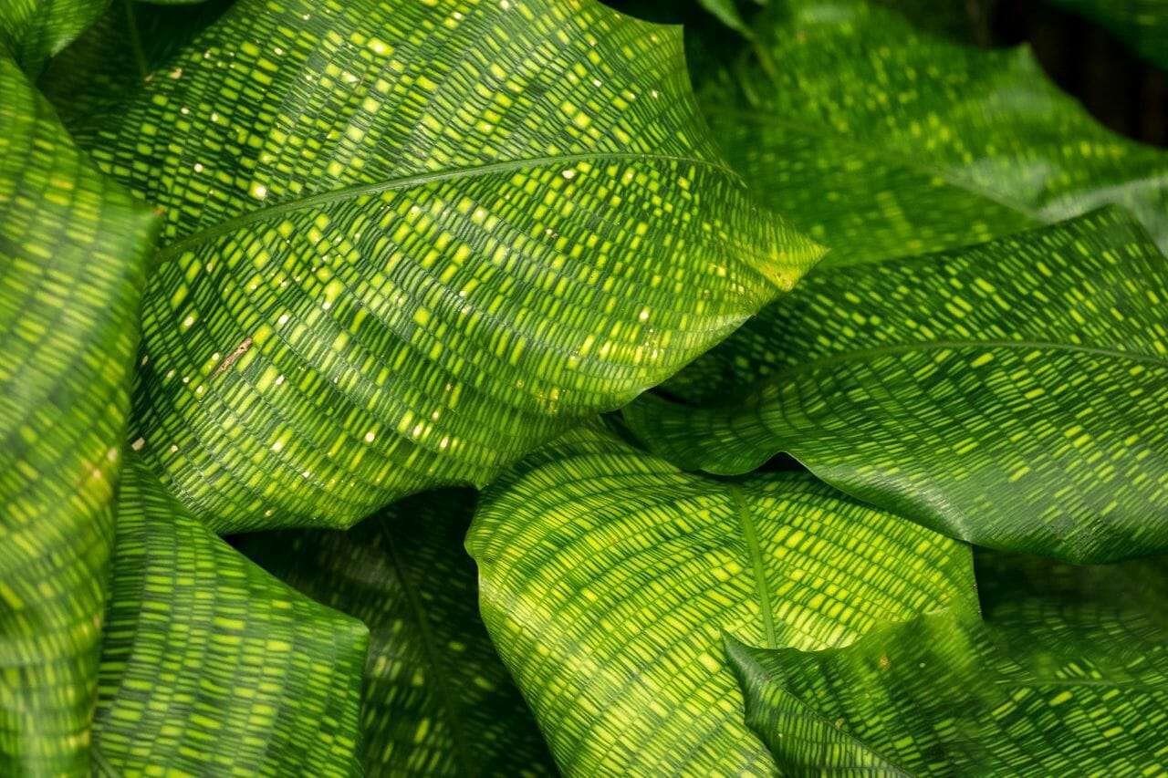 Calathea Musaica PlantAmerica