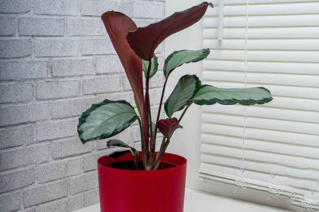 Calathea Picturata PlantAmerica
