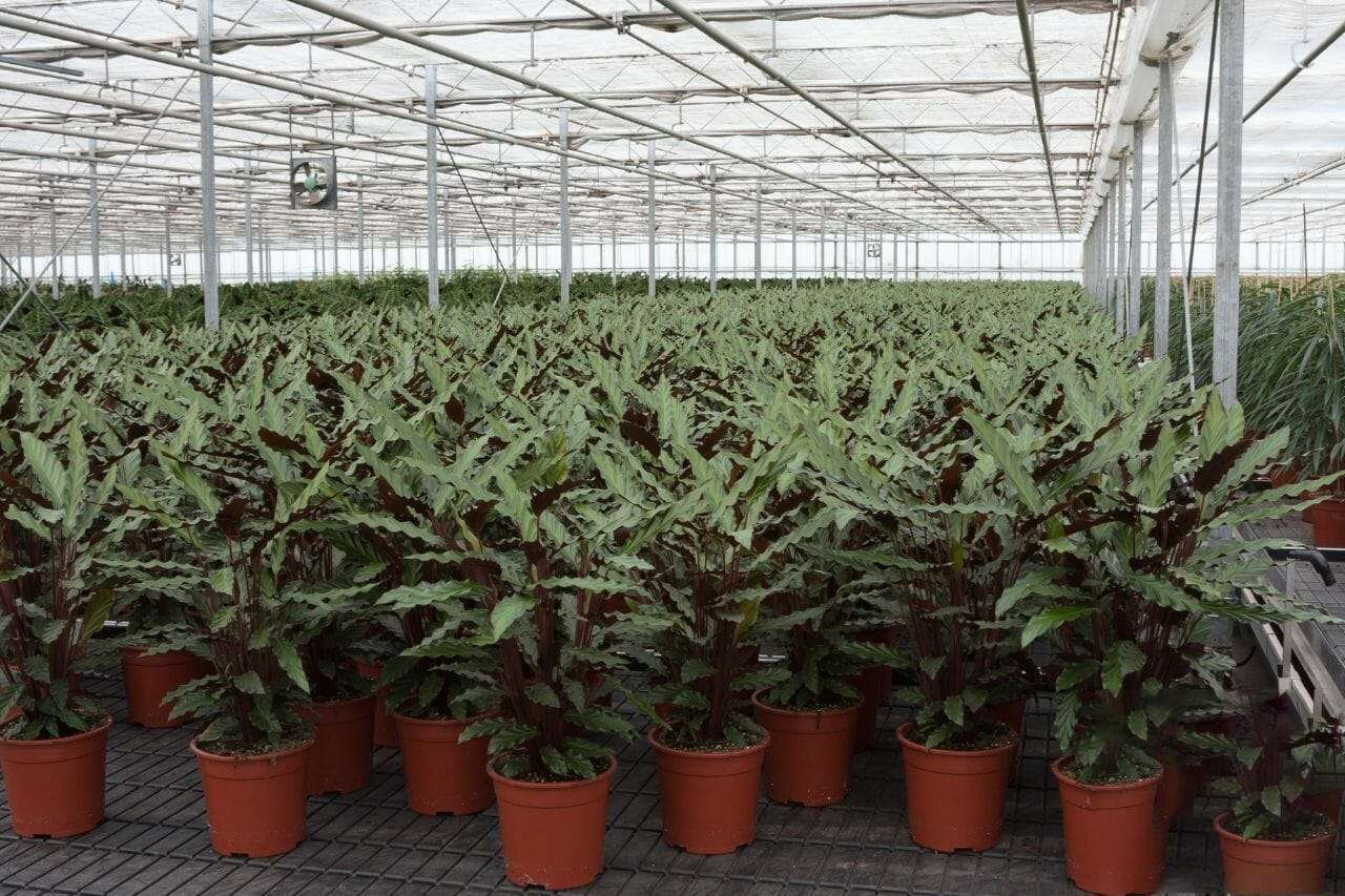 Calathea Rufibarba PlantAmerica