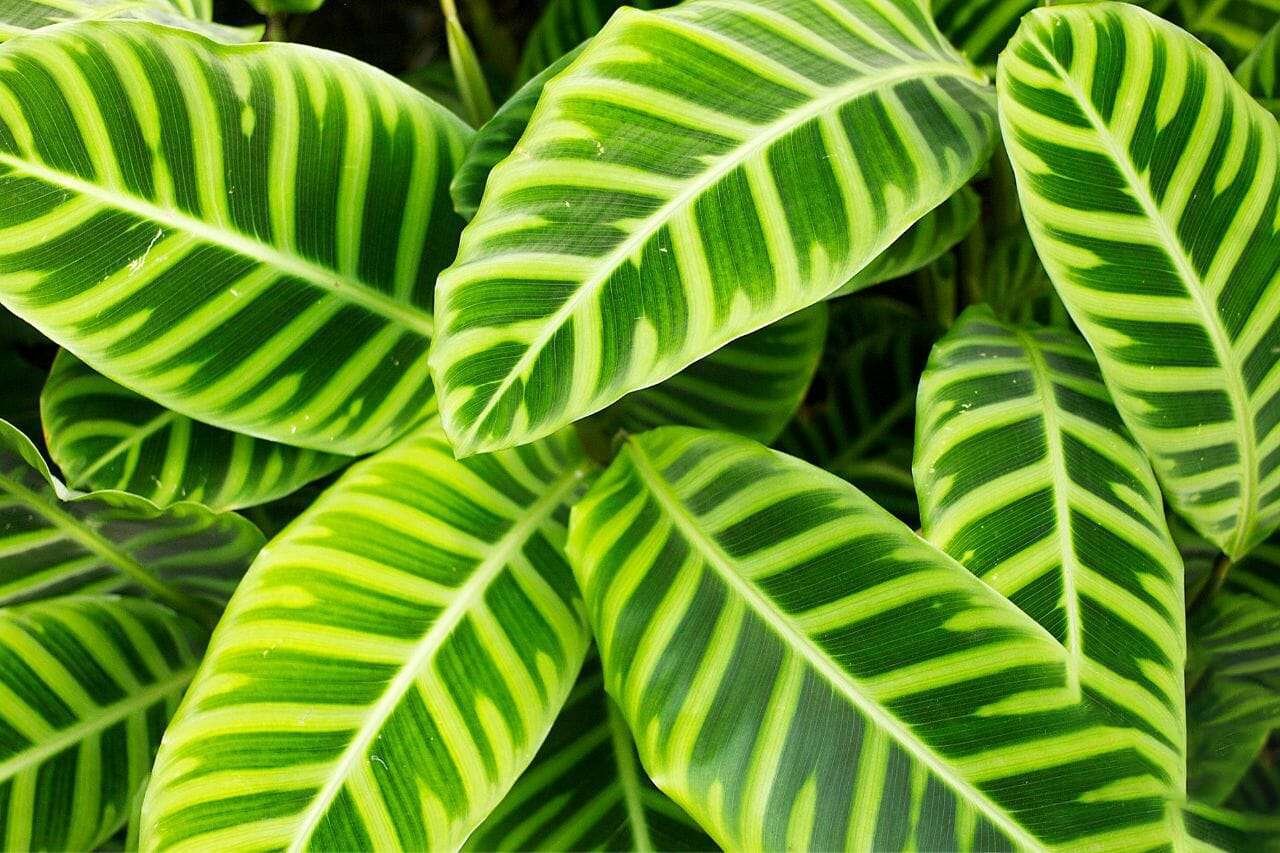 Calathea Zebrina PlantAmerica