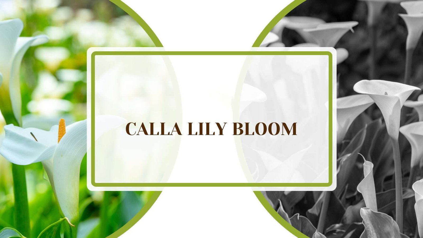 Calla Lily Bloom Plant America Why Won’t My Calla Lily Bloom: Ways To Get Them to Flower