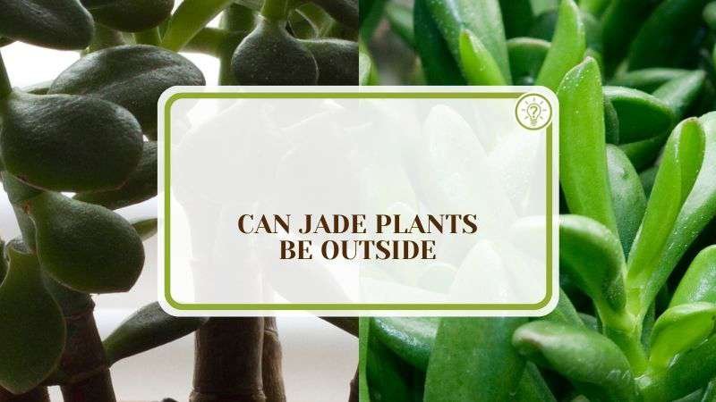 Can Jade Plants Be Outside Plant America Can Jade Plants Be Outside: The Right Ways of Growing it