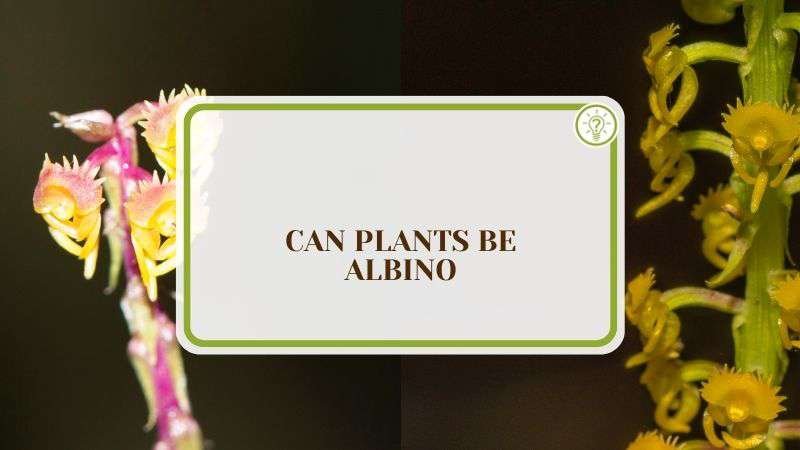 Can Plants Be Albino Plant America Can Plants Be Albino: How They Look Like and The Causes