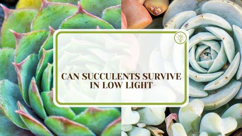 Can Succulents Survive in Low Light Plant America Can Succulents Survive in Low Light: The Proper Sun It Needs