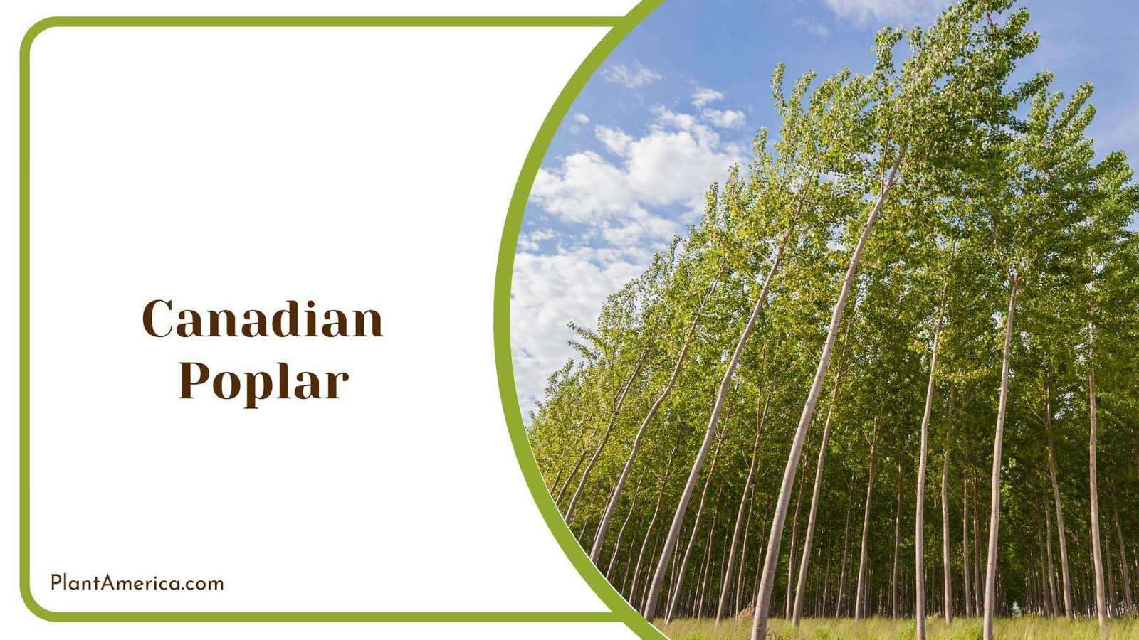 Canadian Poplar Of Tall Size Plant America Canadian Poplar Of Tall Size Plant America