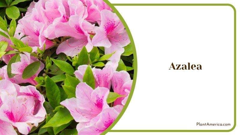 Care Guide for Azalea Plant America 1