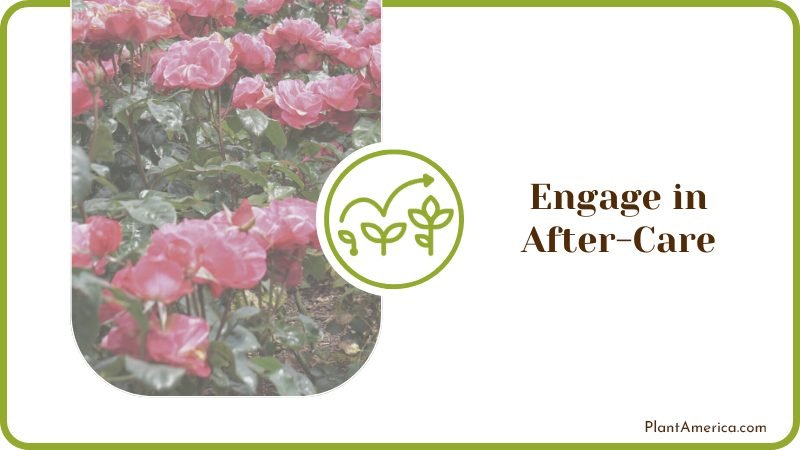 Care Guide for Bush Roses Care Guide for Bush Roses