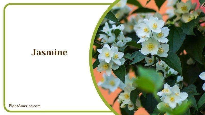 Care Guide for Jasmine Plant America 1