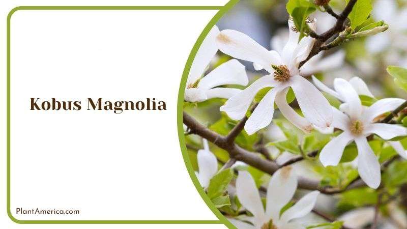 Care Guide for Kobus Magnolia PlantAmerica