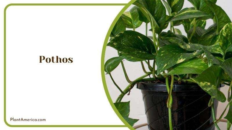 Care Guide for Pothos Plant America 1