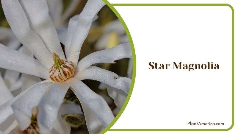 Care Guide for Star Magnolia PlantAmerica