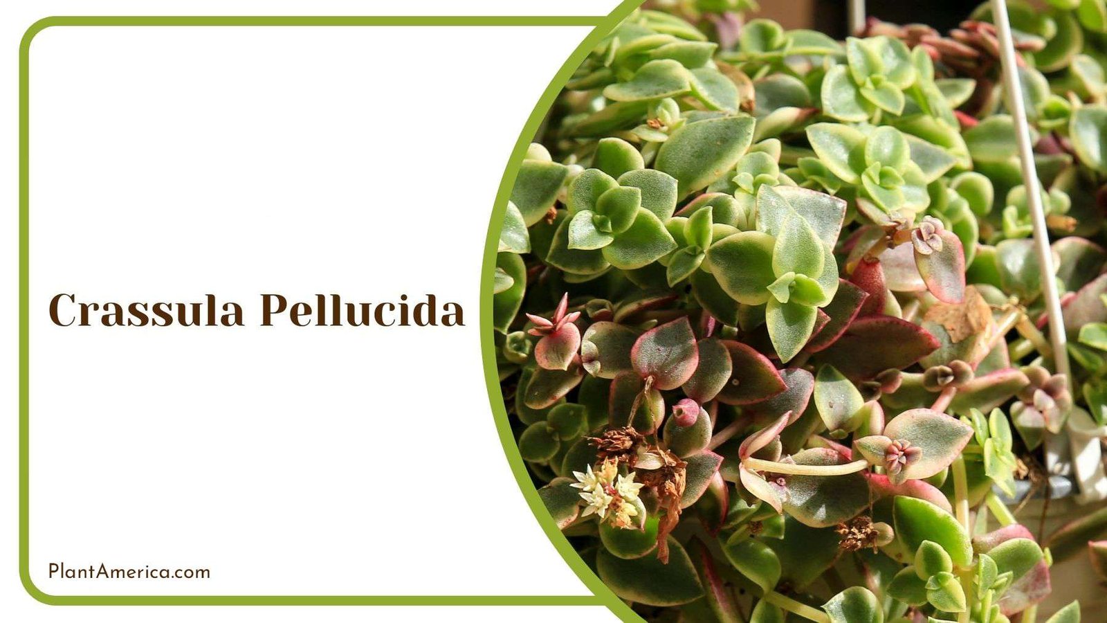 Care for Crassula Pellucida Plant America