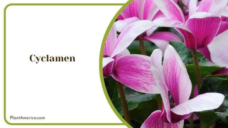 Care for Cyclamen Plant Plant America 1