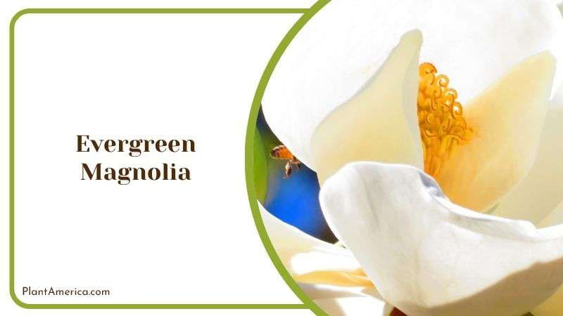 Care for Evergreen Magnolia PlantAmerica