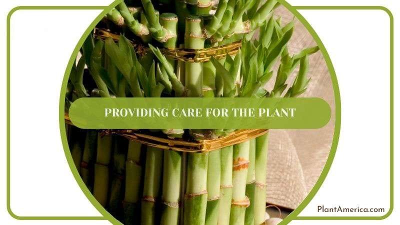 Care for Lucky Bamboo Plant Plantamerica Care for Lucky Bamboo Plant Plantamerica