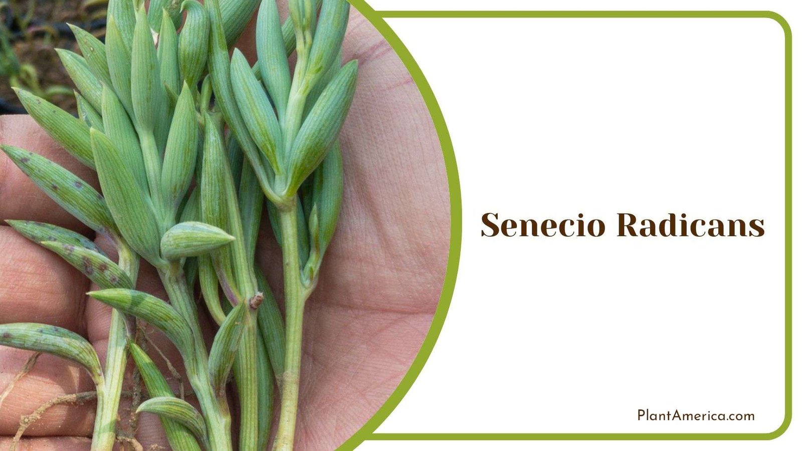 Care for Senecio Radicans Plant America