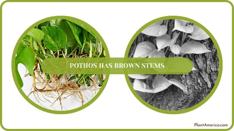 Caring for Pothos Plant America