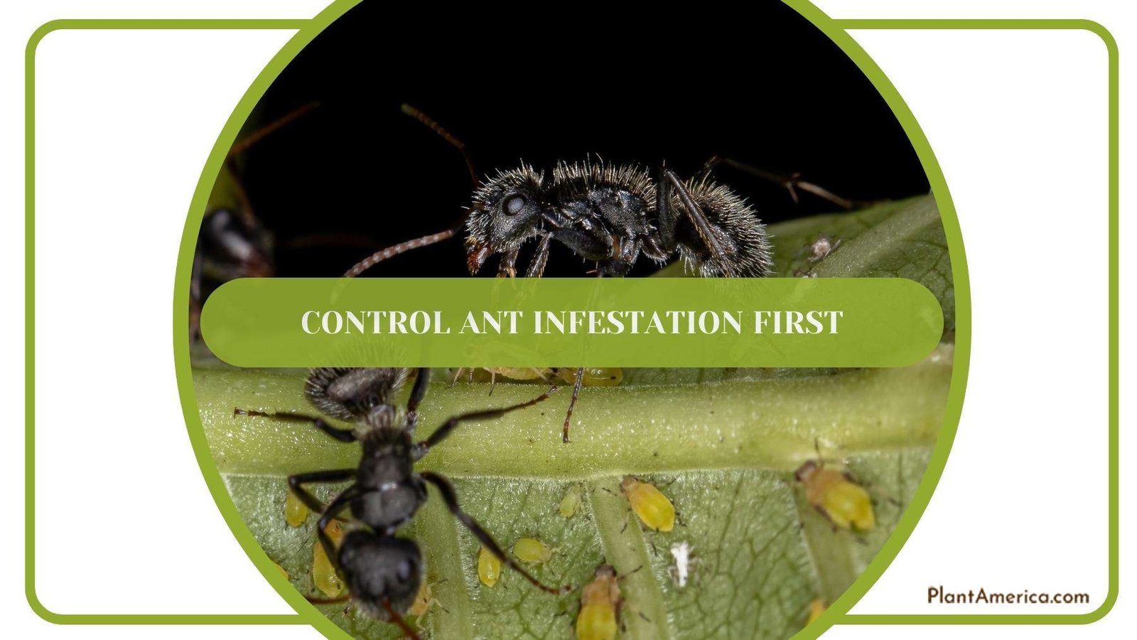 Carpenter Ants While Invading To A Plant Plant America