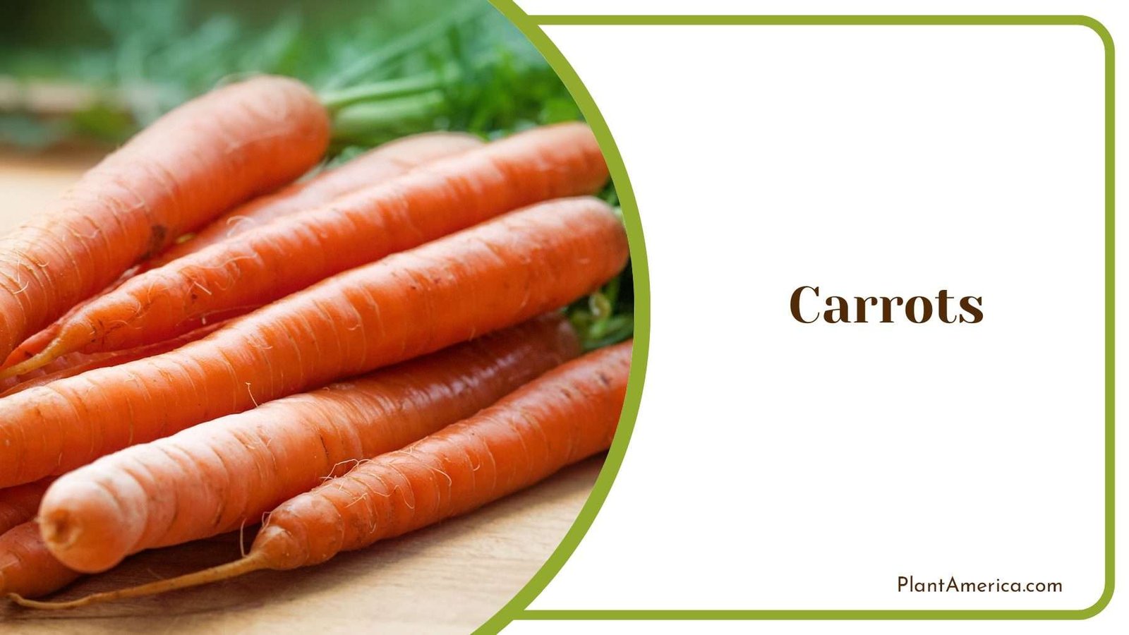Carrots From Garden To Home Plant America