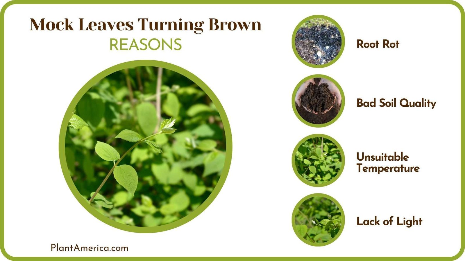 Cause of Brown Orange Leaves Plant America Cause of Brown Orange Leaves Plant America