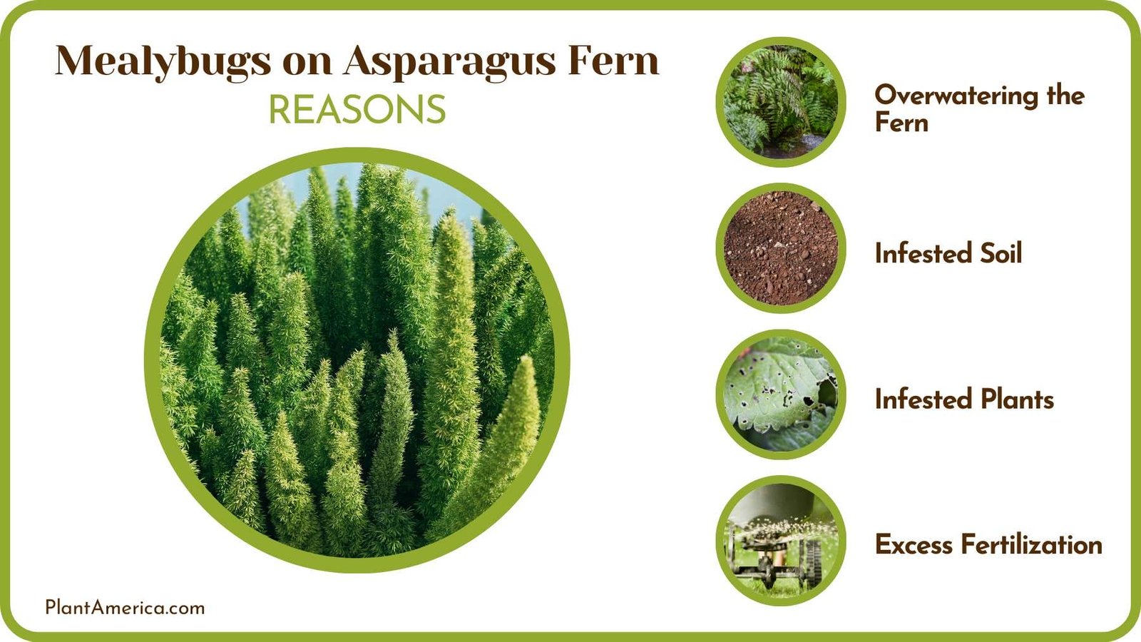 Causes Mealybugs on Asparagus Plant America