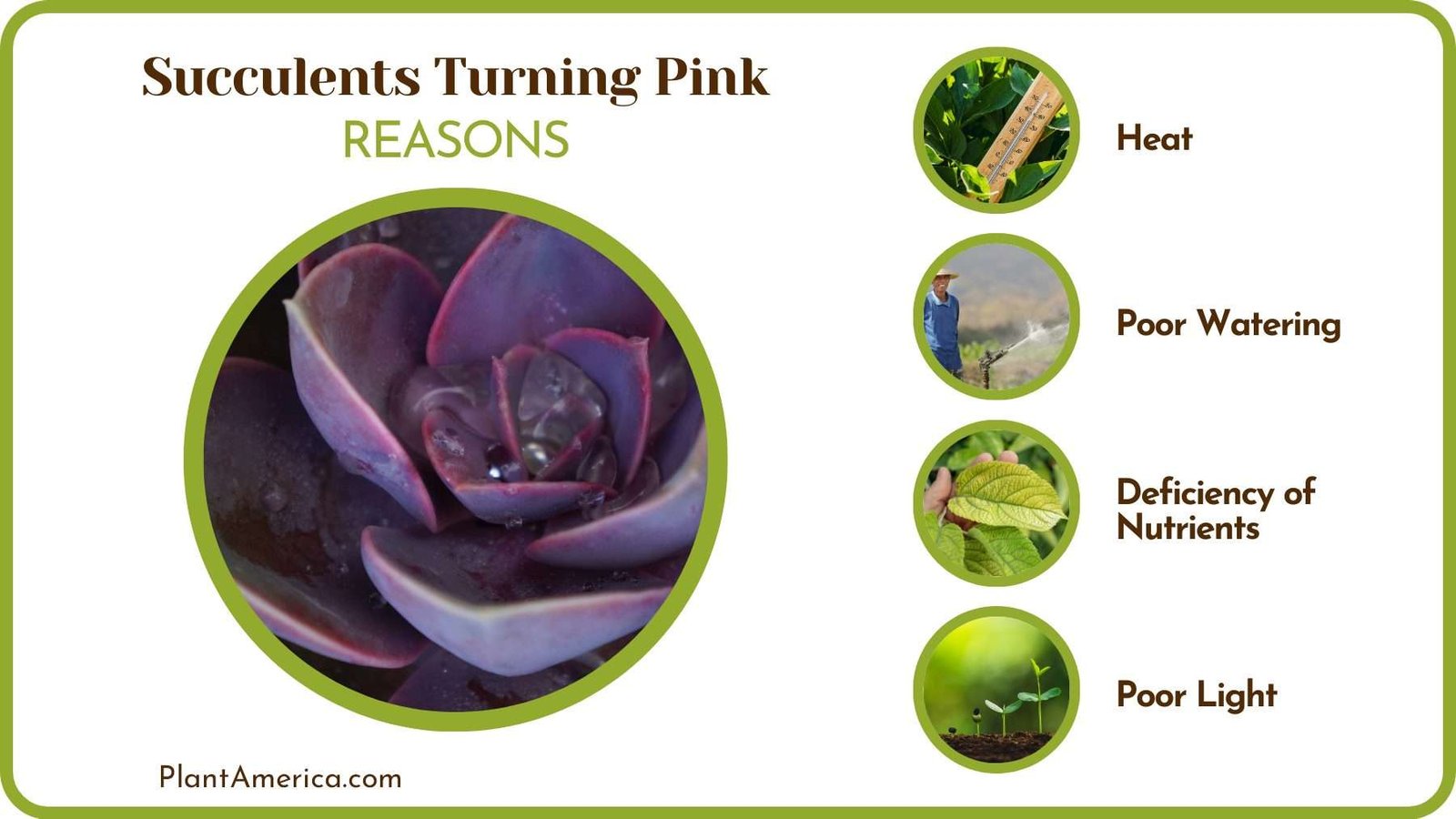 Causes Succulents To Turn Pink Plant America