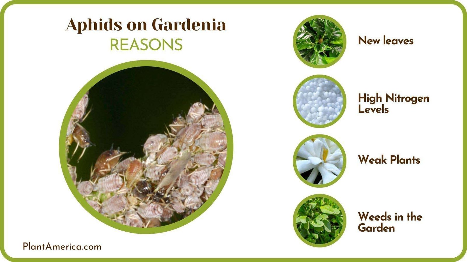 Causes of Aphids on Gardenia Plant America
