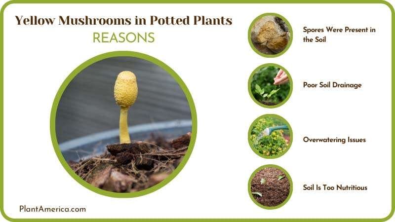 Causes of Mushrooms in Potted Plants Plant America