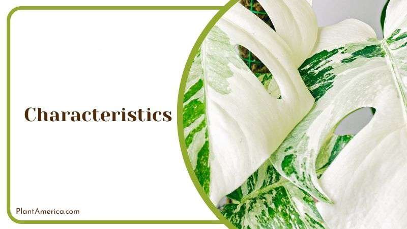 Characteristics of Albino Plant Plant America Characteristics of Albino Plant Plant America