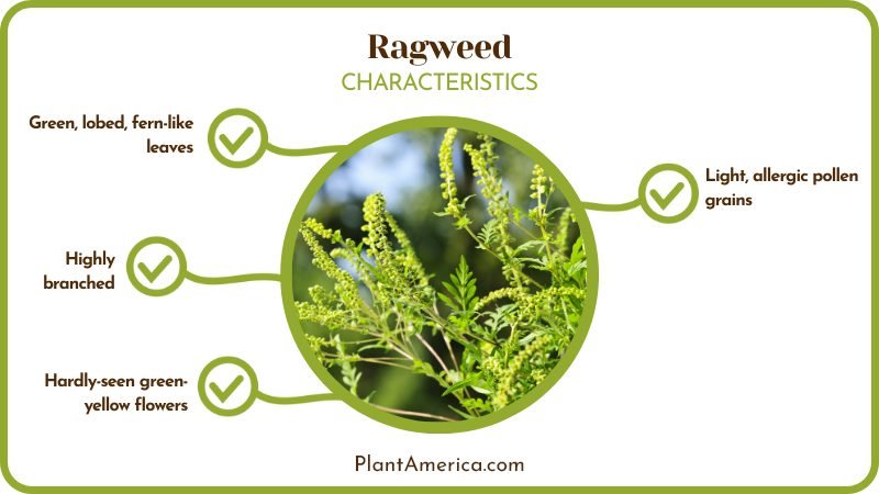 Characteristics of Ragweed Plant America