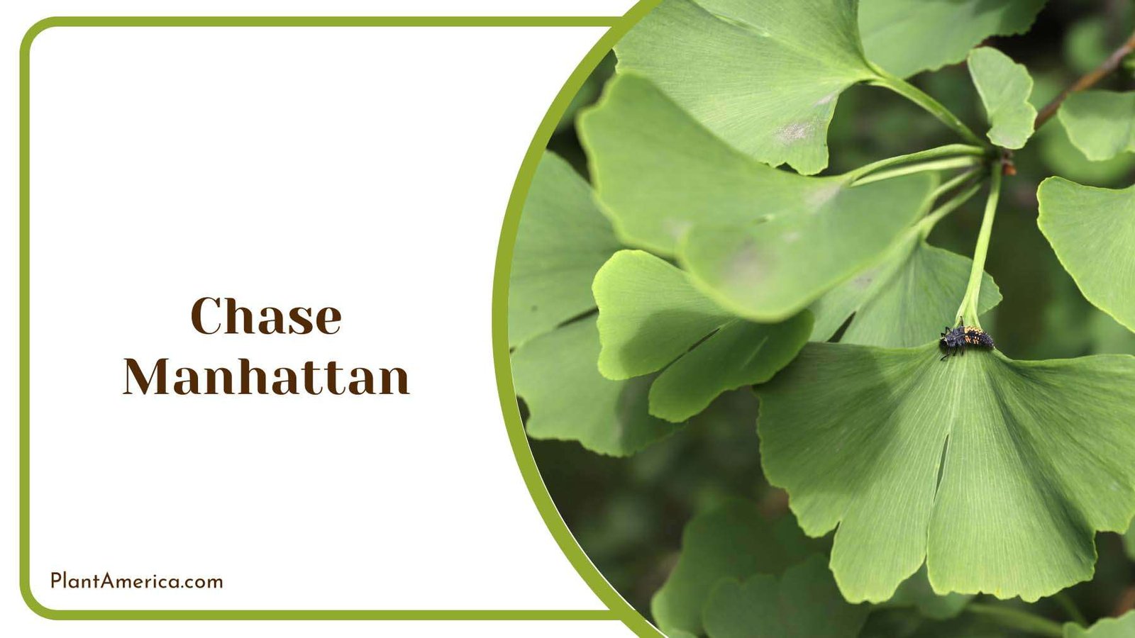 Chase Manhattan Tree Plant America