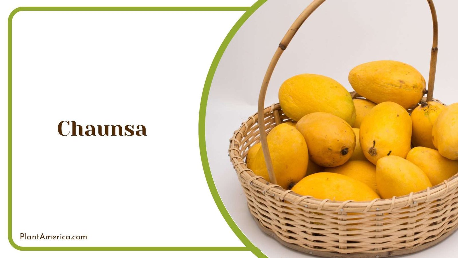 Chaunsa In A Wood Pot PlantAmerica