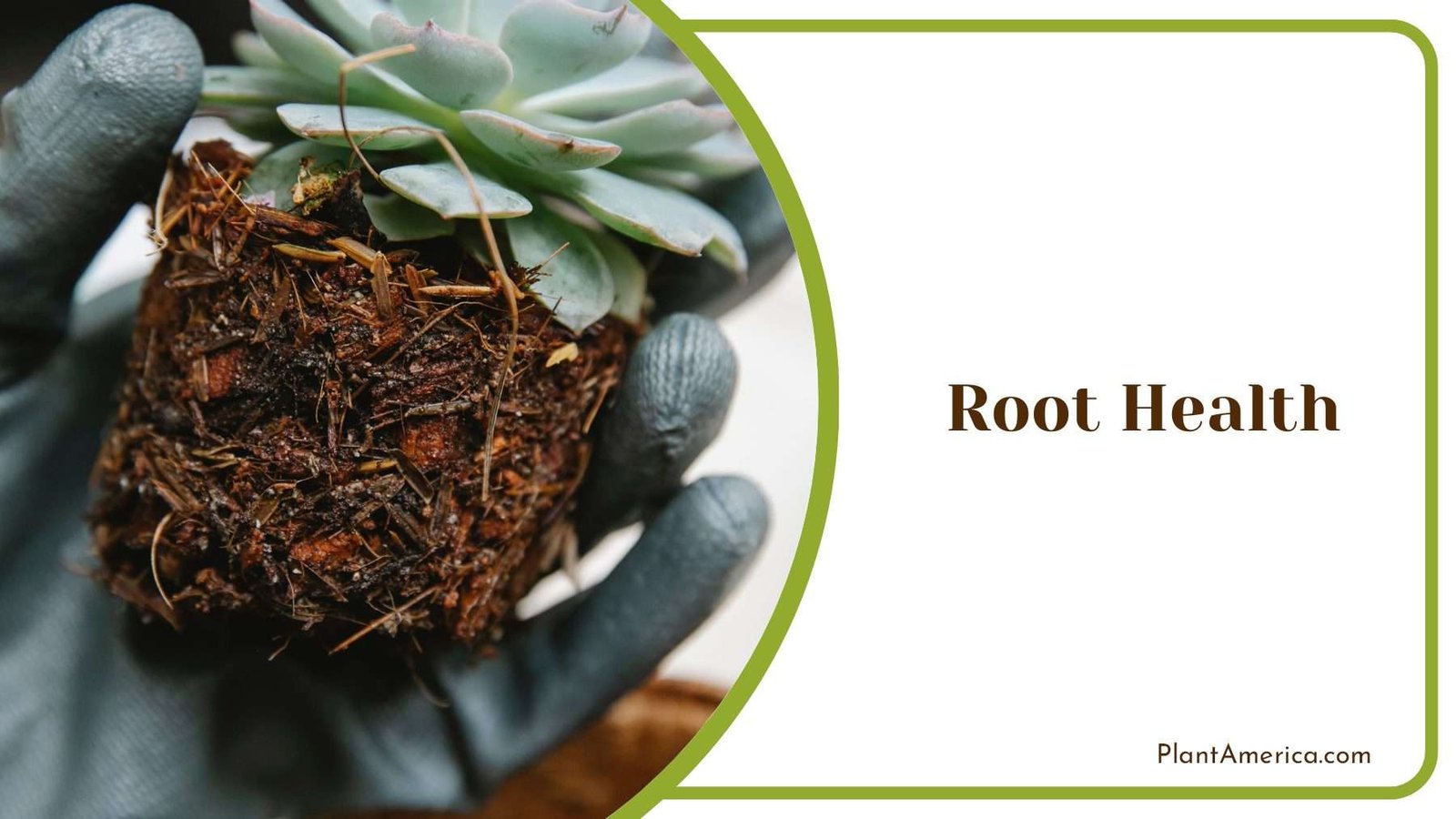 Checking Root Health