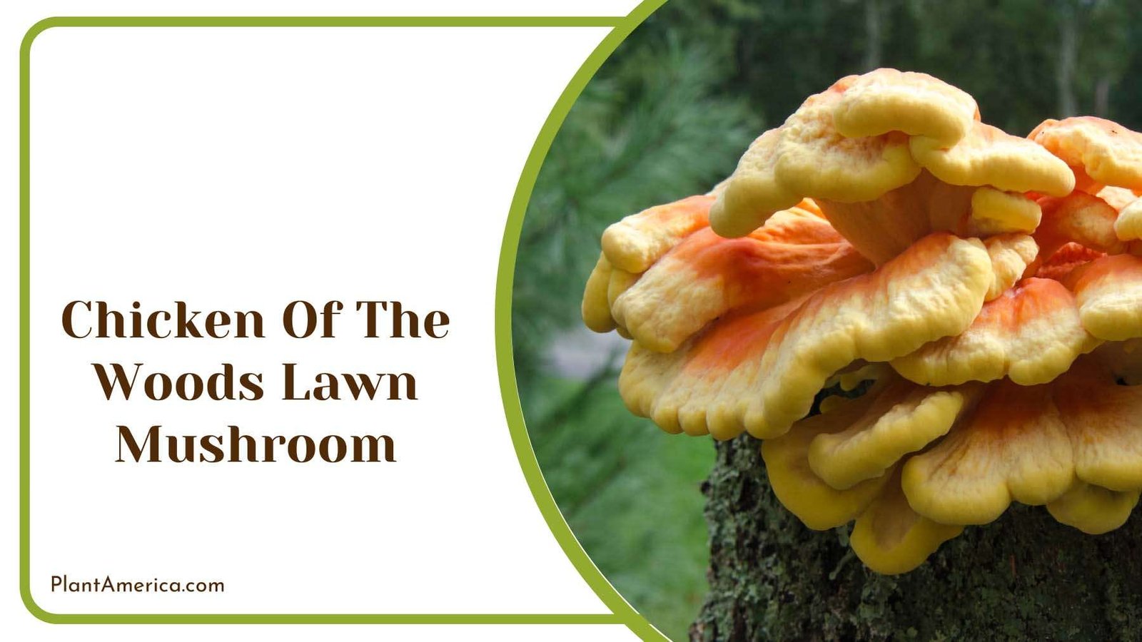 Chicken Of The Woods Lawn Mushroom Plant America