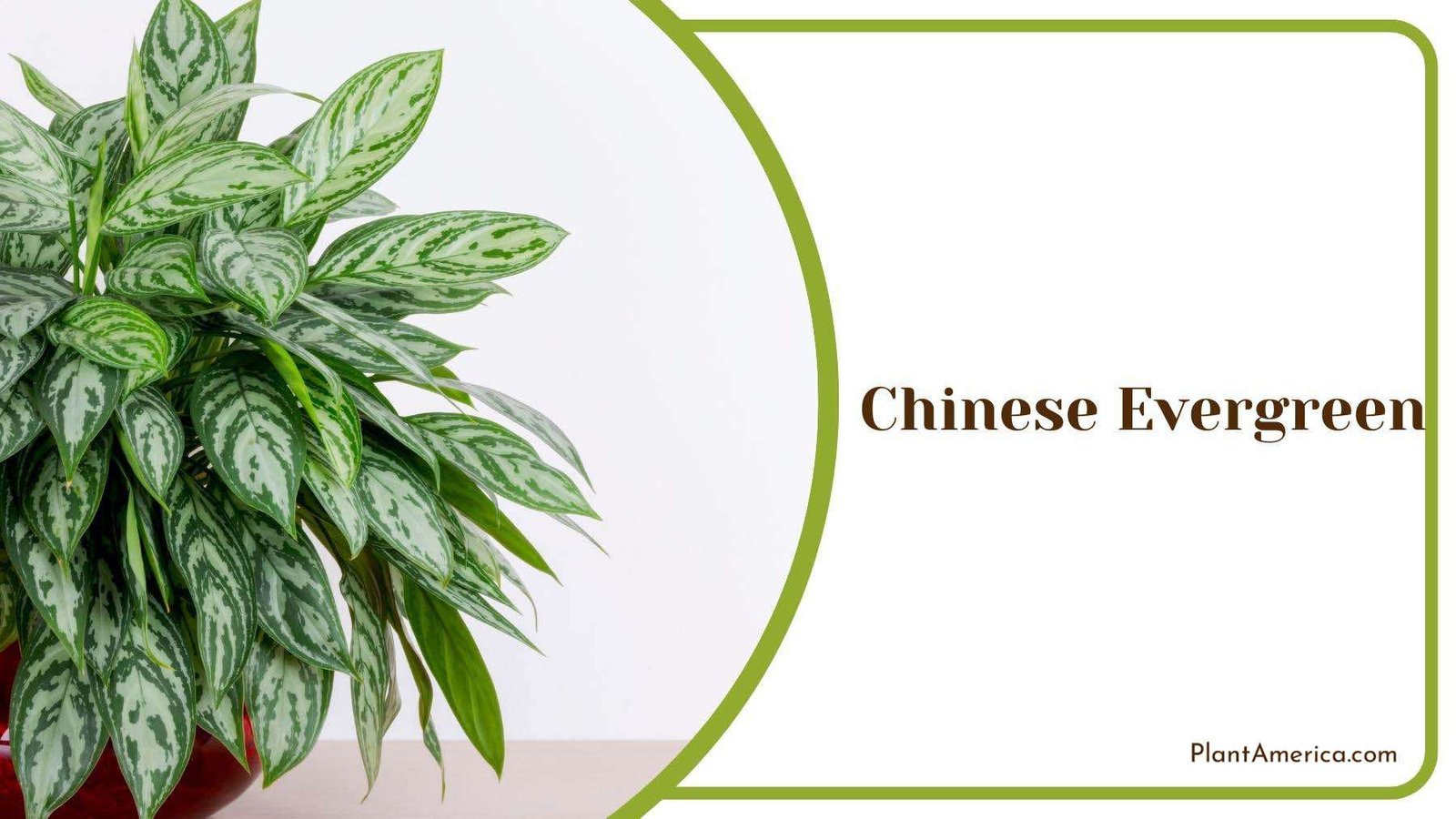 Chinese Evergreen With A White Wall Behind of It Plant America Chinese Evergreen With A White Wall Behind of It Plant America