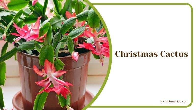 Christmas Cactus Details Plant America 1