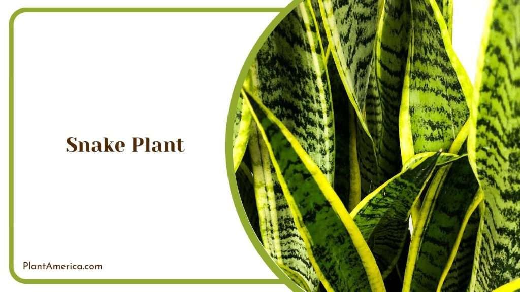 19 Indoor Trees To Add Beauty and Class to Your Home - Plant America