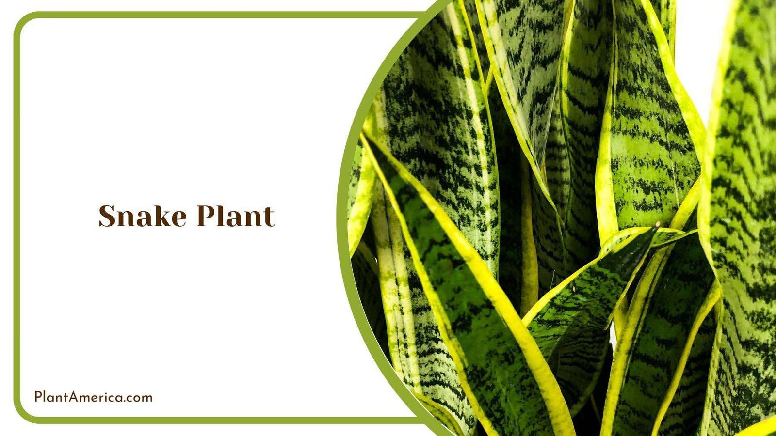 Close Look of Snake Plant Plant America Close Look of Snake Plant Plant America